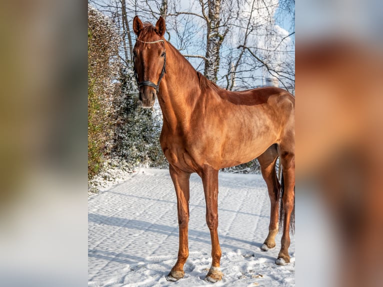 Oldenburger Merrie 5 Jaar 170 cm Vos in Aachen