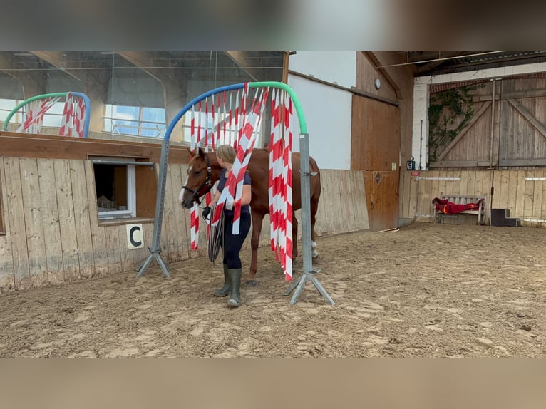 Oldenburger Merrie 5 Jaar 170 cm Vos in Stade
