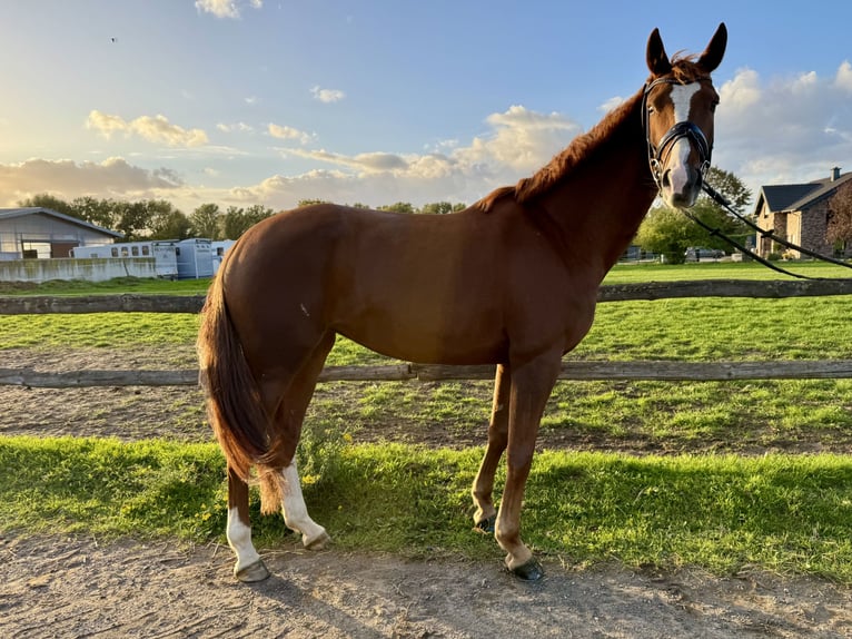 Oldenburger Merrie 5 Jaar 170 cm Vos in Grevenbroich