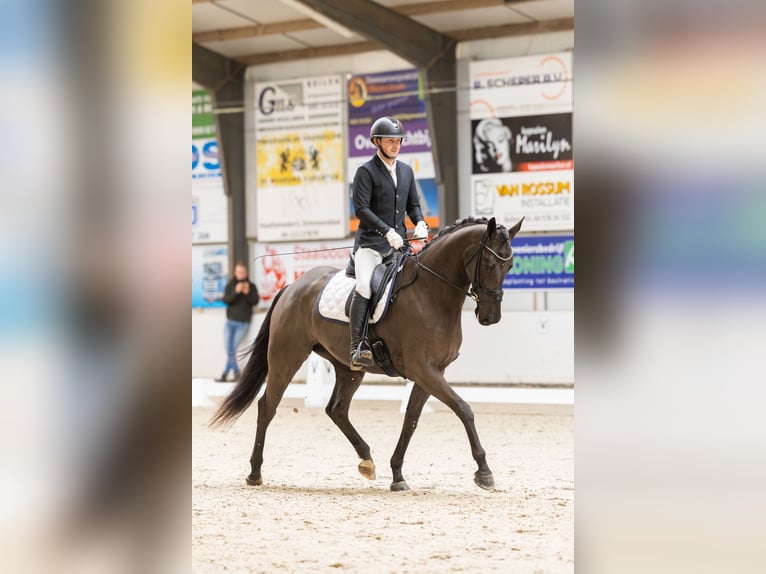 Oldenburger Merrie 5 Jaar 170 cm Zwart in Emlichheim