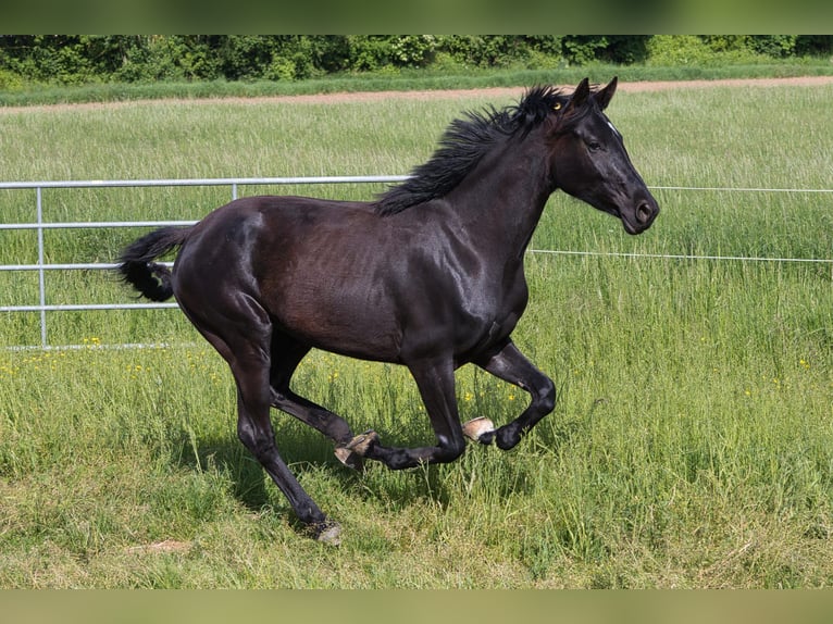 Oldenburger Merrie 5 Jaar 170 cm Zwart in Schwaigern