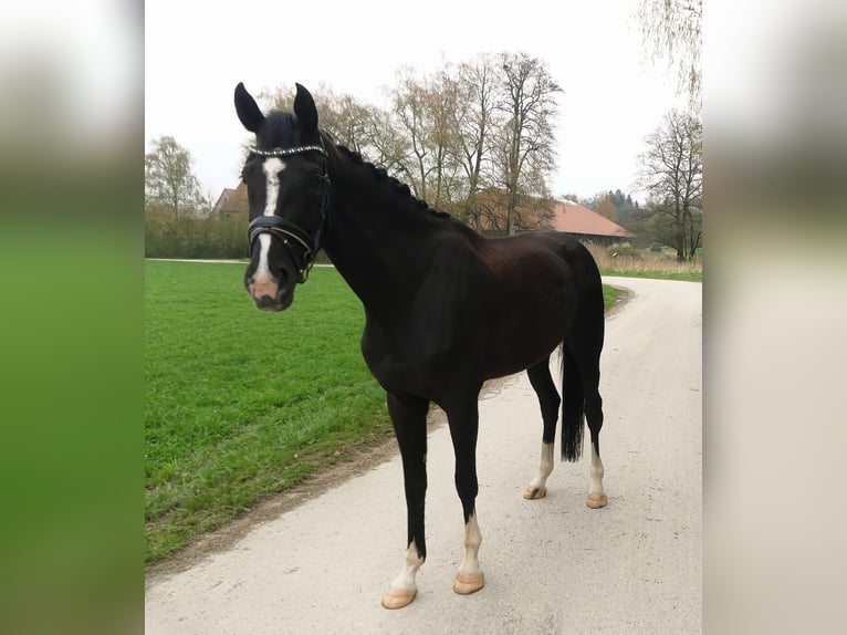 Oldenburger Merrie 5 Jaar 170 cm Zwartbruin in Ulm