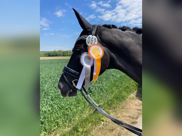 Oldenburger Merrie 5 Jaar 170 cm Zwartbruin in Ulm