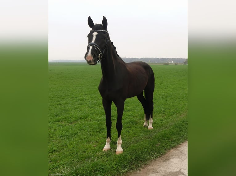 Oldenburger Merrie 5 Jaar 170 cm Zwartbruin in Ulm