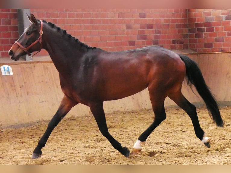 Oldenburger Merrie 5 Jaar 171 cm Donkerbruin in Dorsten