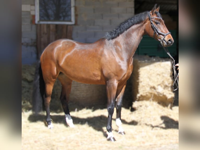 Oldenburger Merrie 5 Jaar 171 cm Donkerbruin in Winhöring