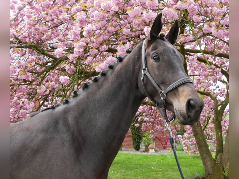 Oldenburger Merrie 5 Jaar 171 cm Zwartbruin in Dorsten