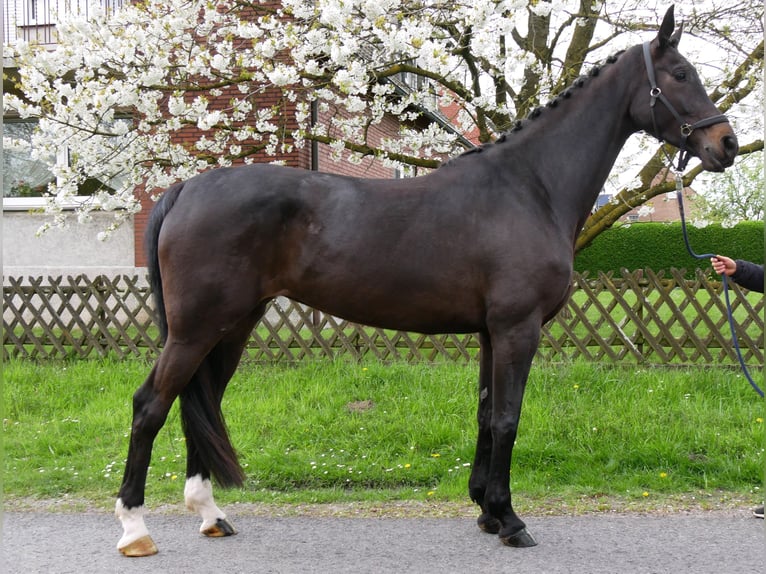 Oldenburger Merrie 5 Jaar 171 cm Zwartbruin in Dorsten