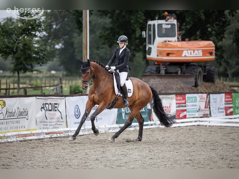 Oldenburger Merrie 5 Jaar 172 cm Bruin in Ganderkesee