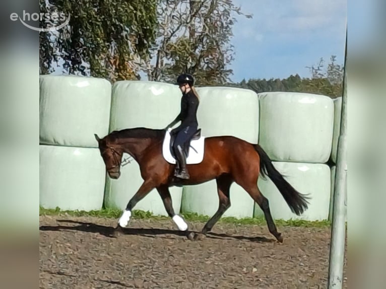 Oldenburger Merrie 5 Jaar 172 cm Bruin in Ganderkesee