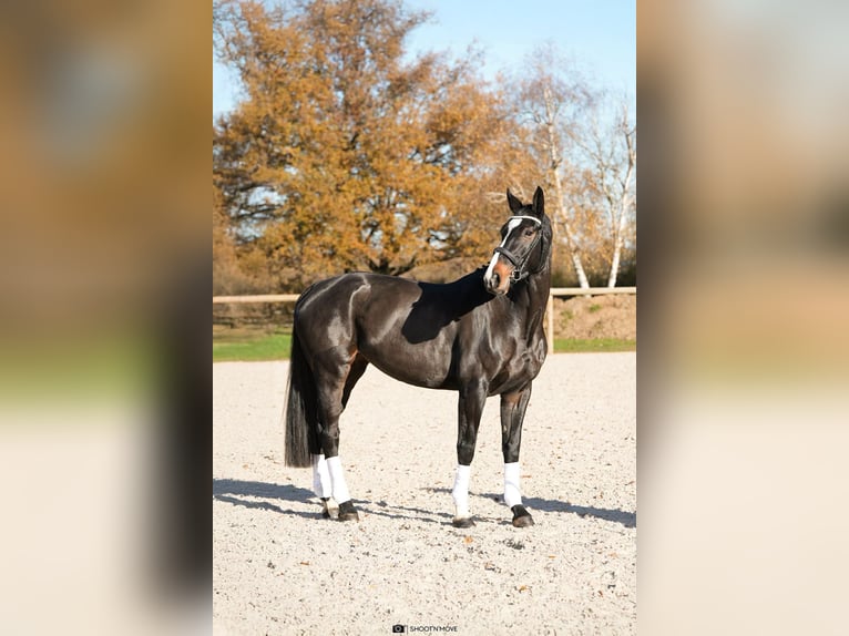 Oldenburger Merrie 5 Jaar 172 cm Donkerbruin in Lentilly