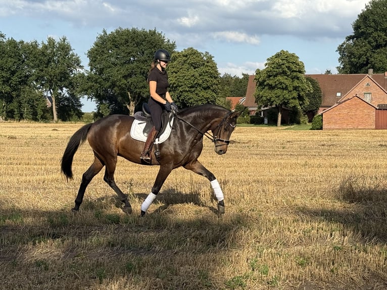 Oldenburger Merrie 5 Jaar 172 cm Donkerbruin in MolbergenMolbergen
