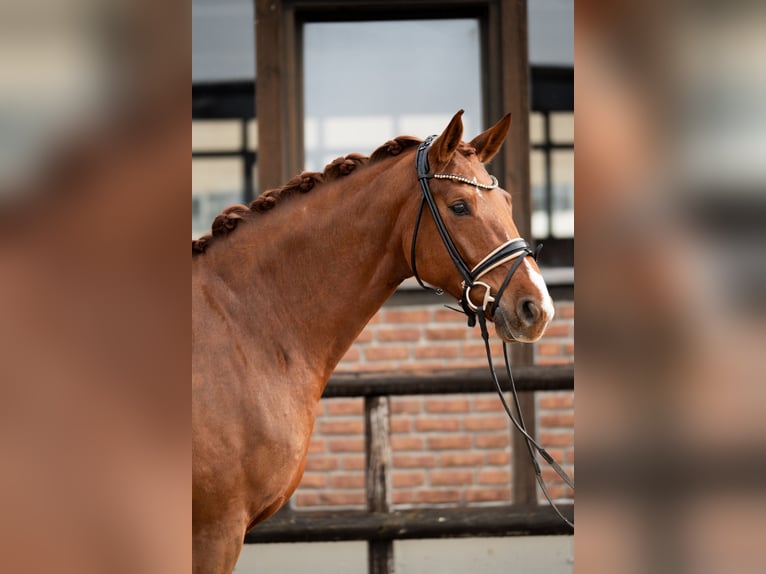 Oldenburger Merrie 5 Jaar 172 cm Donkere-vos in Heidesheim am Rhein