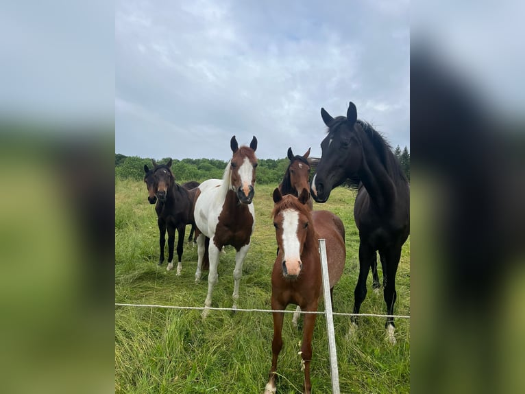 Oldenburger Merrie 5 Jaar 172 cm Zwart in Calden