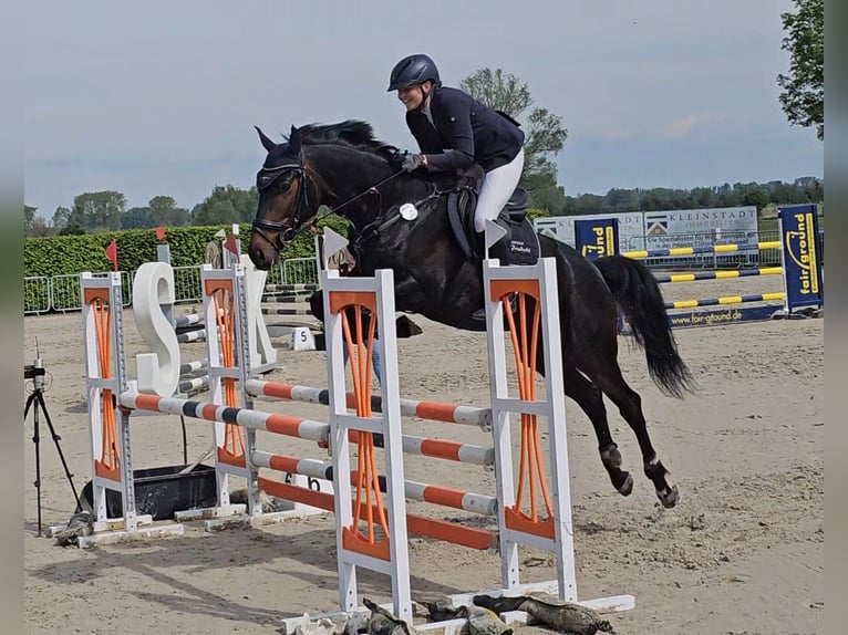 Oldenburger Merrie 5 Jaar 172 cm Zwartbruin in Neustadt (Dosse)