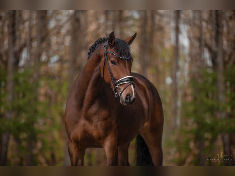 Oldenburger Merrie 5 Jaar 173 cm Bruin in Leer (Ostfriesland)