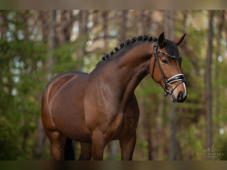 Oldenburger Merrie 5 Jaar 173 cm Bruin in Leer (Ostfriesland)