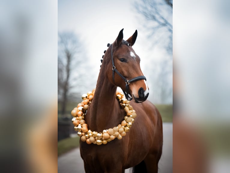 Oldenburger Merrie 5 Jaar 173 cm Bruin in Leer (Ostfriesland)