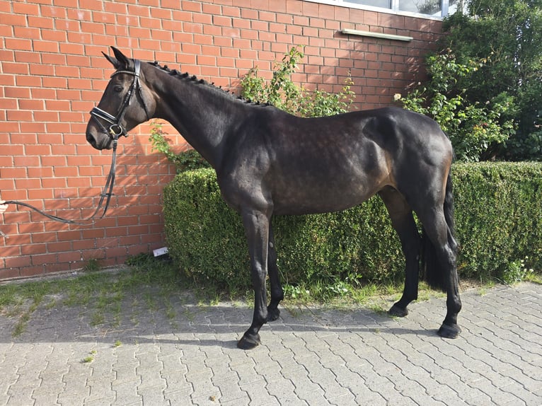 Oldenburger Merrie 5 Jaar 173 cm Donkerbruin in Visbek