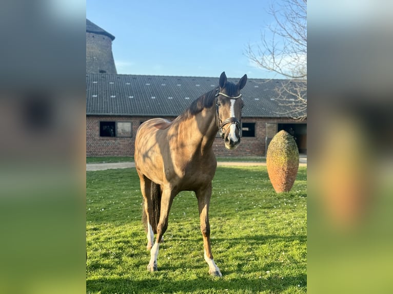 Oldenburger Merrie 5 Jaar 173 cm Donkere-vos in Pulheim
