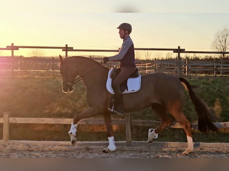 Oldenburger Merrie 5 Jaar 173 cm Donkere-vos in Pulheim