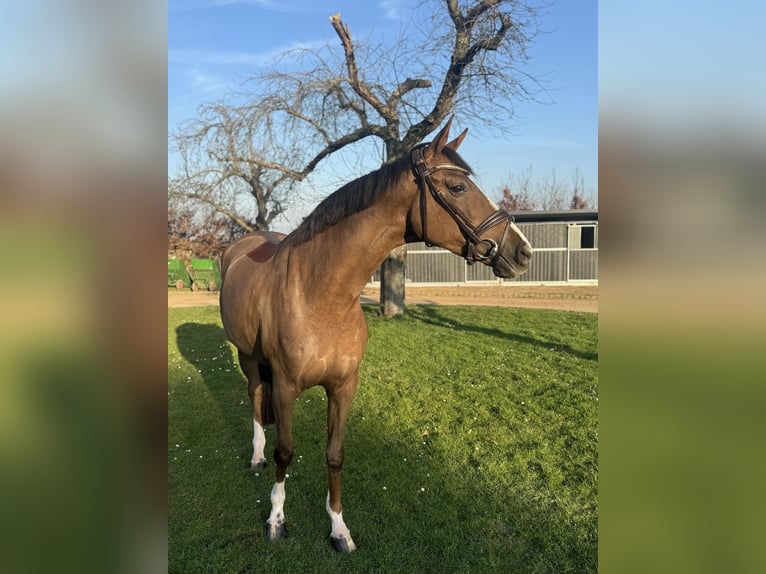 Oldenburger Merrie 5 Jaar 173 cm Donkere-vos in Pulheim