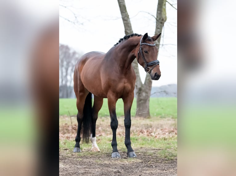 Oldenburger Merrie 5 Jaar 174 cm Bruin in Etten-Leur