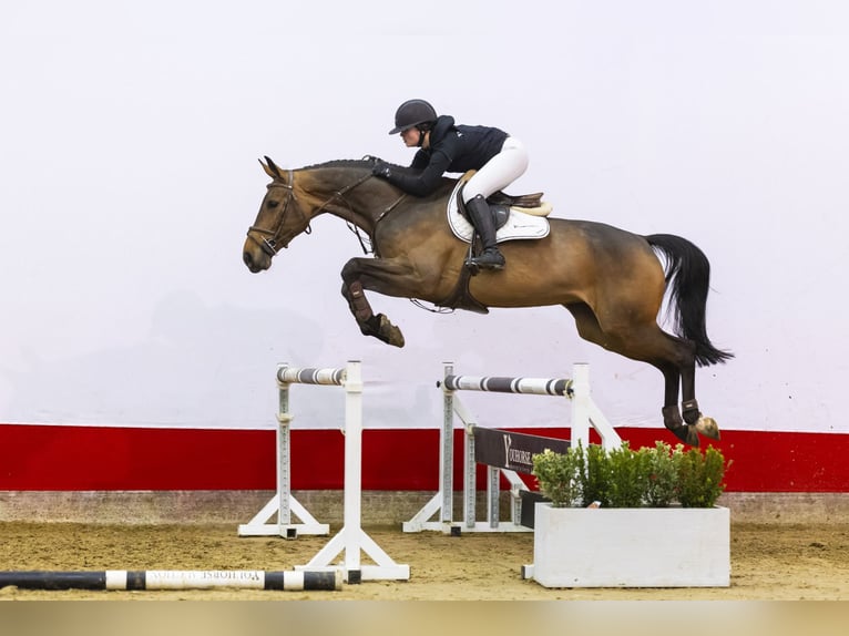 Oldenburger Merrie 5 Jaar 174 cm Bruin in Waddinxveen