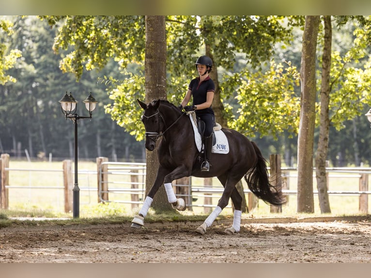 Oldenburger Merrie 5 Jaar 174 cm Donkere-vos in Kutenholz
