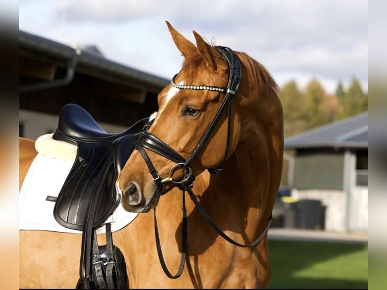 Oldenburger Merrie 5 Jaar 174 cm Donkere-vos in Menden