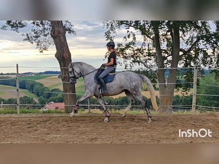 Oldenburger Merrie 5 Jaar 174 cm Schimmel in Sankt Wolfgang
