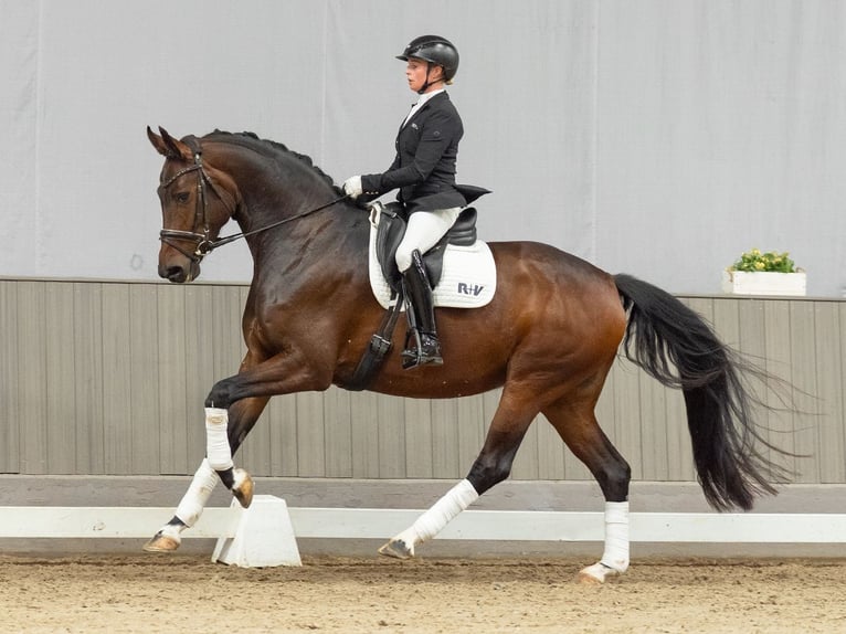 Oldenburger Merrie 5 Jaar 175 cm Donkerbruin in Münster-Handorf
