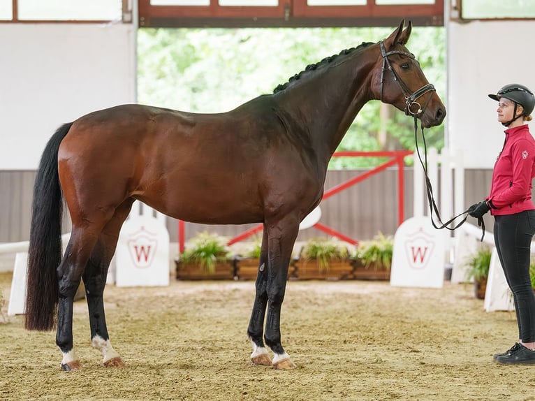 Oldenburger Merrie 5 Jaar 175 cm Donkerbruin in Münster-Handorf