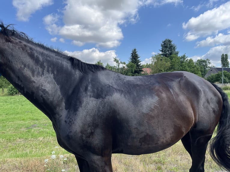Oldenburger Merrie 5 Jaar 175 cm Zwart in FrohburgElbisbach