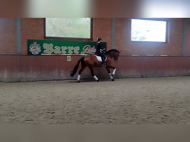 Oldenburger Merrie 5 Jaar 177 cm Bruin in Lindhorst