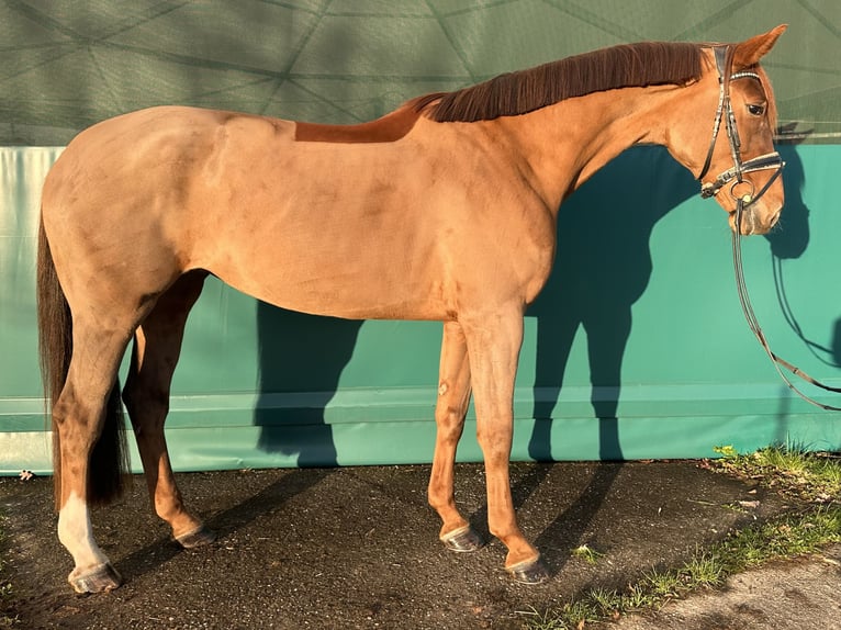 Oldenburger Merrie 5 Jaar 177 cm Vos in Warendorf