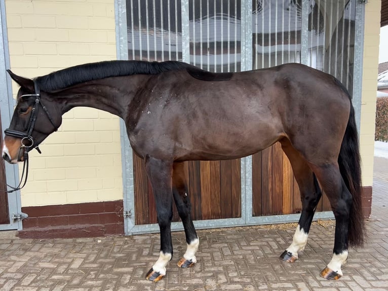 Oldenburger Merrie 5 Jaar 178 cm Bruin in EinbeckEinbeck