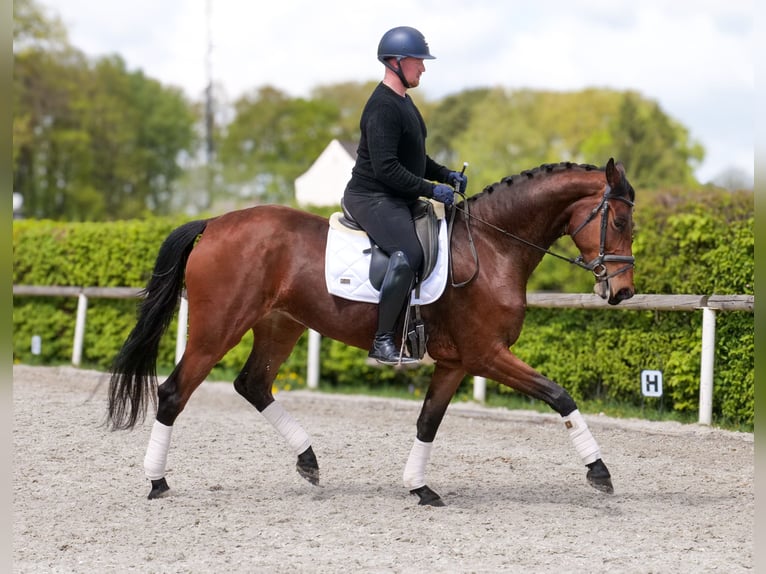 Oldenburger Merrie 5 Jaar 179 cm Bruin in Neustadt (Wied)