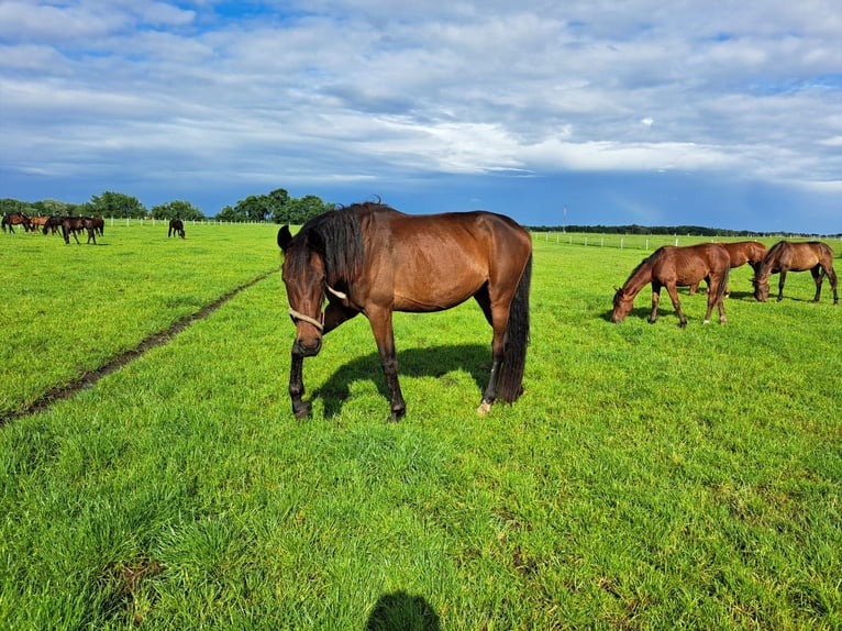 Oldenburger Merrie 5 Jaar Donkerbruin in Hankensbüttel