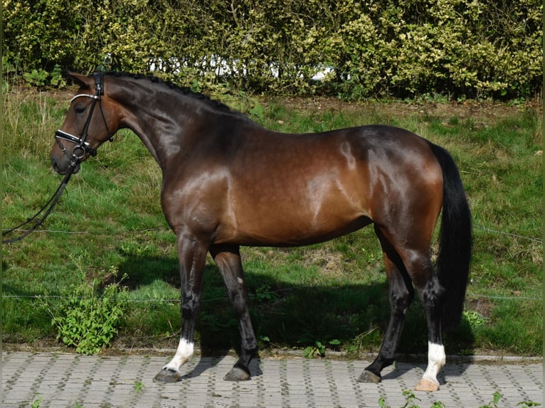 Oldenburger Merrie 6 Jaar 158 cm Bruin in Fürstenau