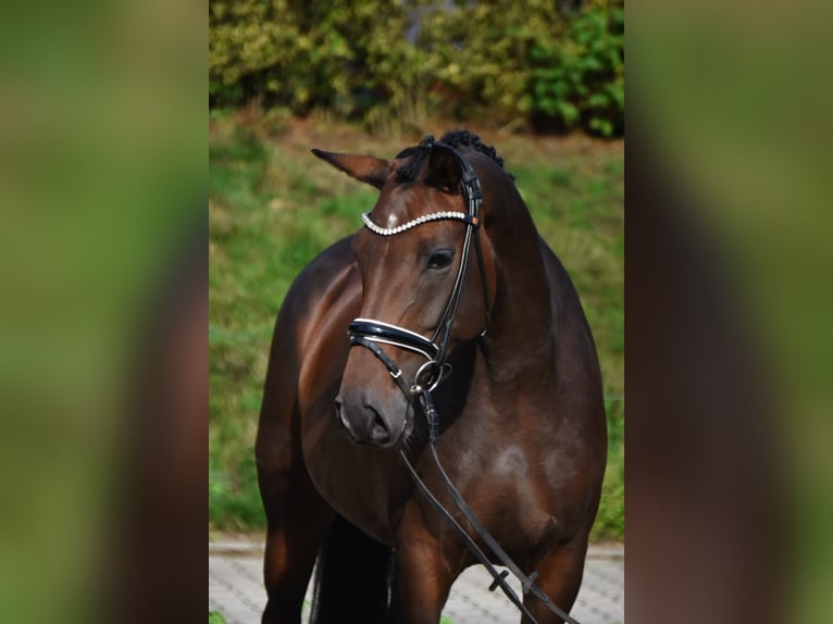 Oldenburger Merrie 6 Jaar 158 cm Bruin in Fürstenau