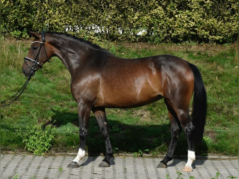 Oldenburger Merrie 6 Jaar 158 cm Donkerbruin in Bippen