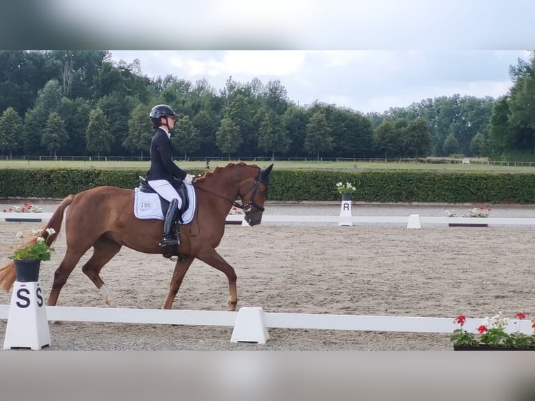 Oldenburger Merrie 6 Jaar 159 cm Vos in Beelitz