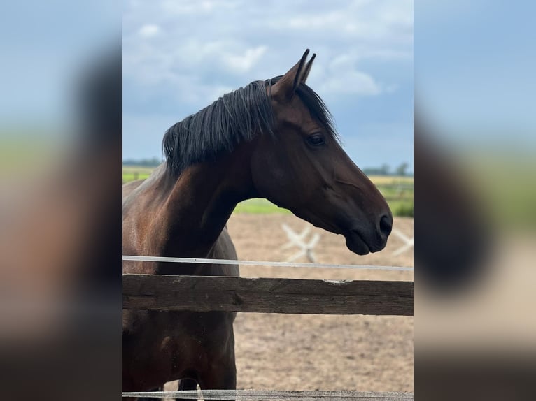 Oldenburger Merrie 6 Jaar 162 cm Donkerbruin in Emmendingen