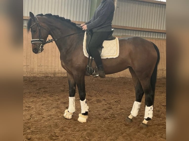 Oldenburger Merrie 6 Jaar 162 cm Donkerbruin in Emmendingen