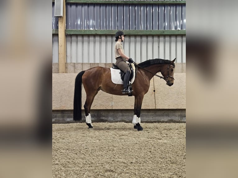 Oldenburger Merrie 6 Jaar 164 cm Bruin in Schwieberdingen