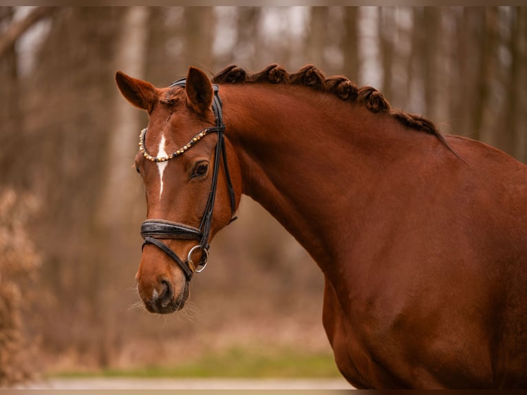 Oldenburger Merrie 6 Jaar 164 cm Donkere-vos in Wehringen