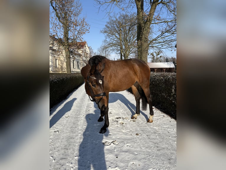 Oldenburger Merrie 6 Jaar 164 cm  in Gniezno