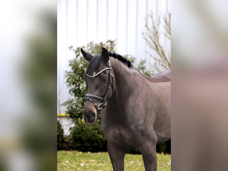 Oldenburger Merrie 6 Jaar 164 cm Zwart in Schwäbisch Hall