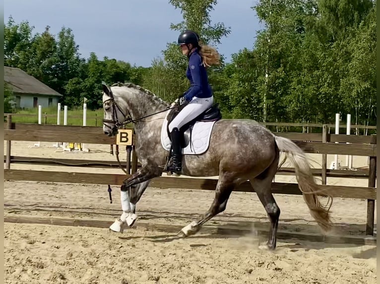 Oldenburger Merrie 6 Jaar 165 cm Appelschimmel in Hude (Oldenburg)